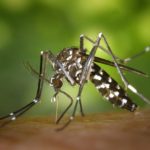 Dengue Fever: A Closer Look