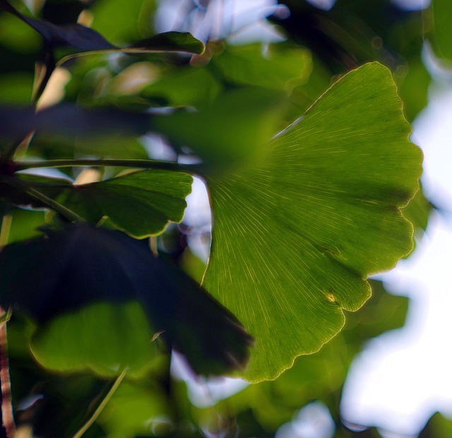 Research on Ginkgo Biloba Extract and Stroke