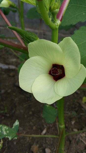 Improving Our Health and Wellbeing Through Gardening: Growing Okra