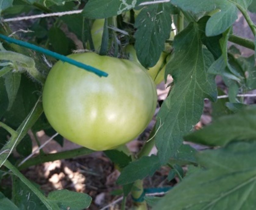 Improving our Health and Wellbeing Through Gardening: Growing Tomatoes