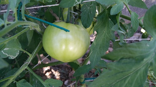 Improving our Health and Wellbeing Through Gardening: Growing Tomatoes