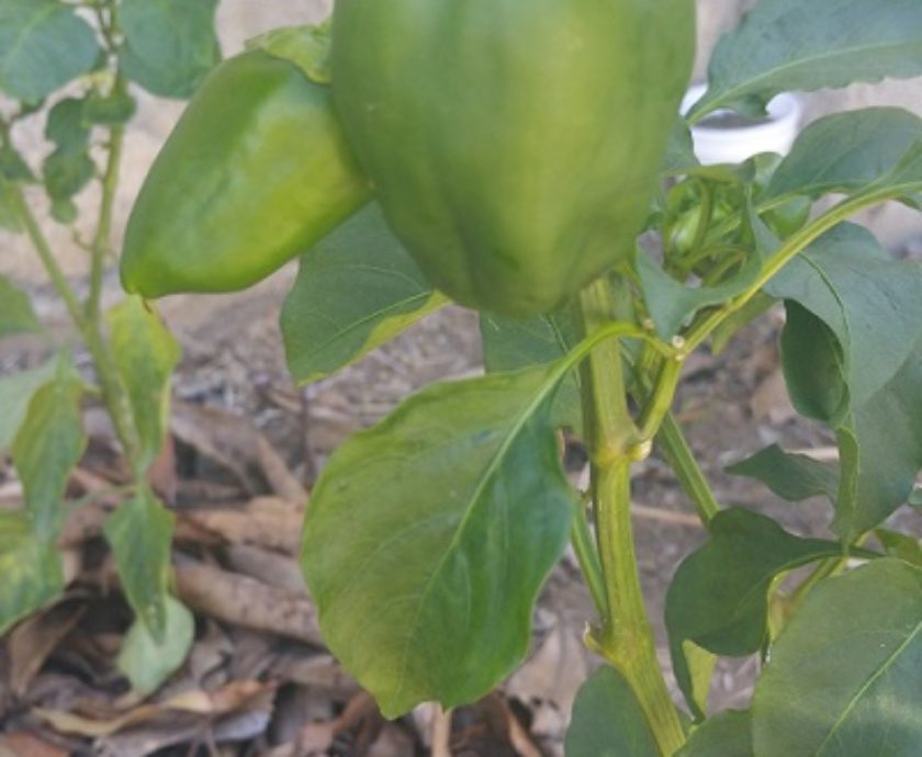 Improving Our Health and Wellbeing Through Gardening: Growing Peppers