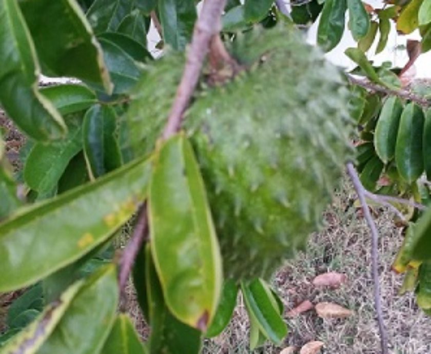 Improving Our Health and Wellbeing Through Gardening: Fruit Trees – Soursop and Guava