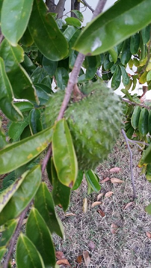 Improving Our Health and Wellbeing Through Gardening: Fruit Trees – Soursop and Guava