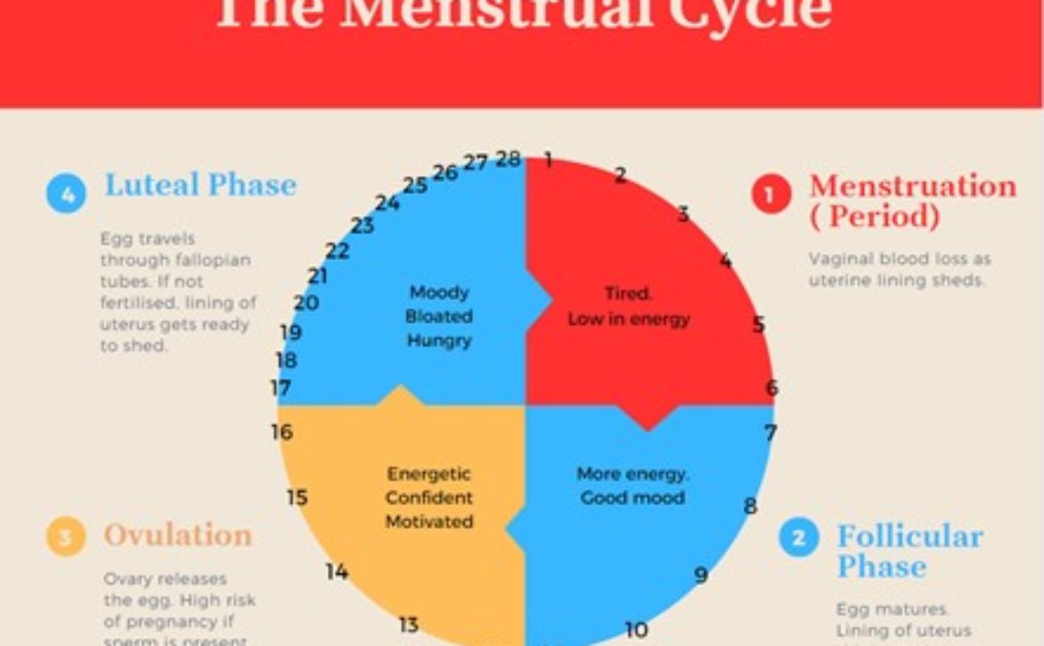 The Menstrual Cycle Image JPEG