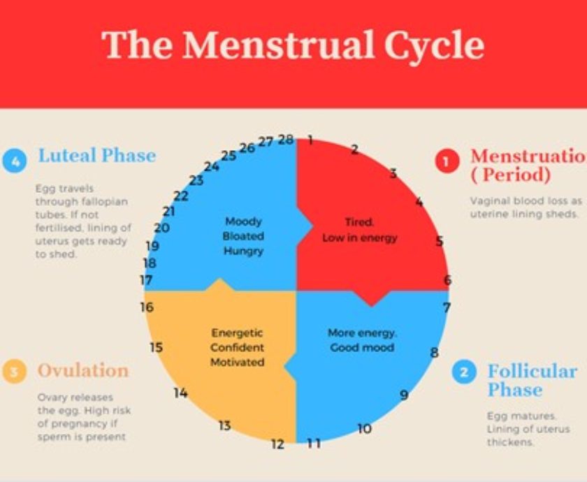The Menstrual Cycle Image JPEG