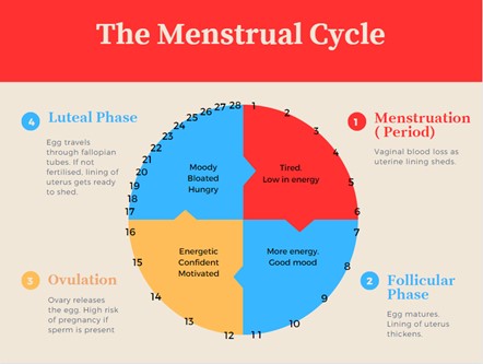 Your menstrual cycle explained, Menstrual cycle phases